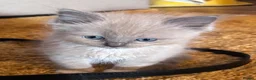 Ragdoll cats for sale: 😻 STUNNING MINK RAGDOLL KITTENS 😻 - Advert 5