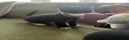 Mixed Breed cats for sale: Tuxedo kittens - 1 male 1 female  - Advert 3