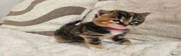 Mixed Breed cats for sale: Beautiful Kittens Looking For Their Forever Homes. - Advert 2
