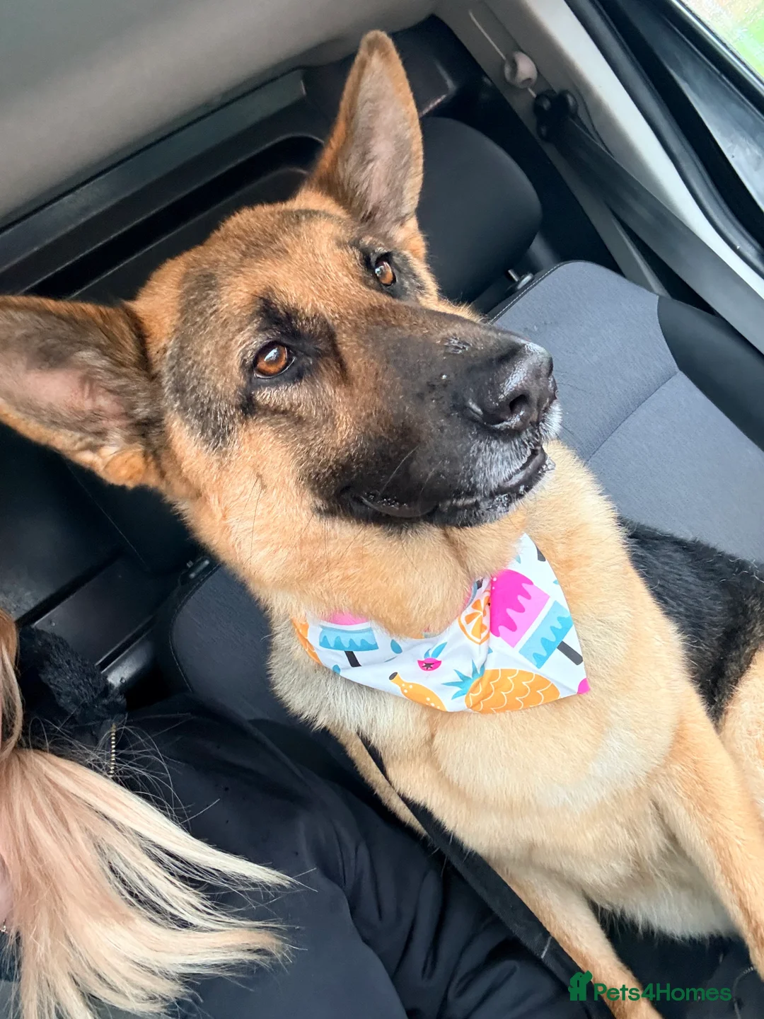 German Shepherd dogs for sale: Female German Shepherd - Advert 7