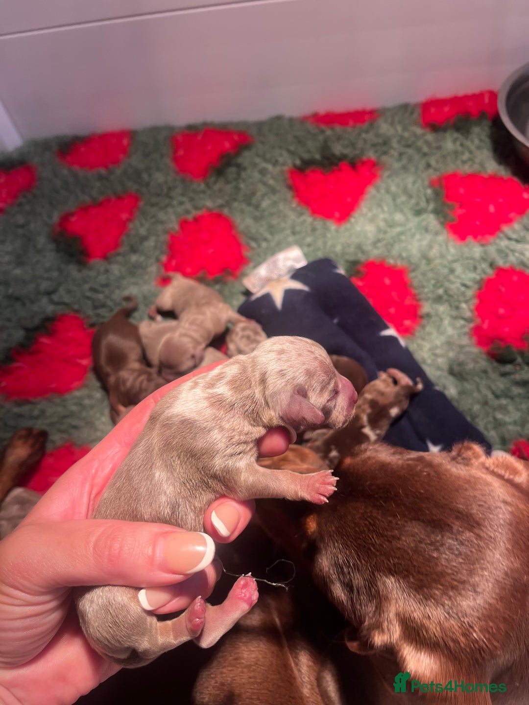 Miniature Dachshund dogs for sale: Isabella dapple KC stunning healthy dachshund  - Image 12