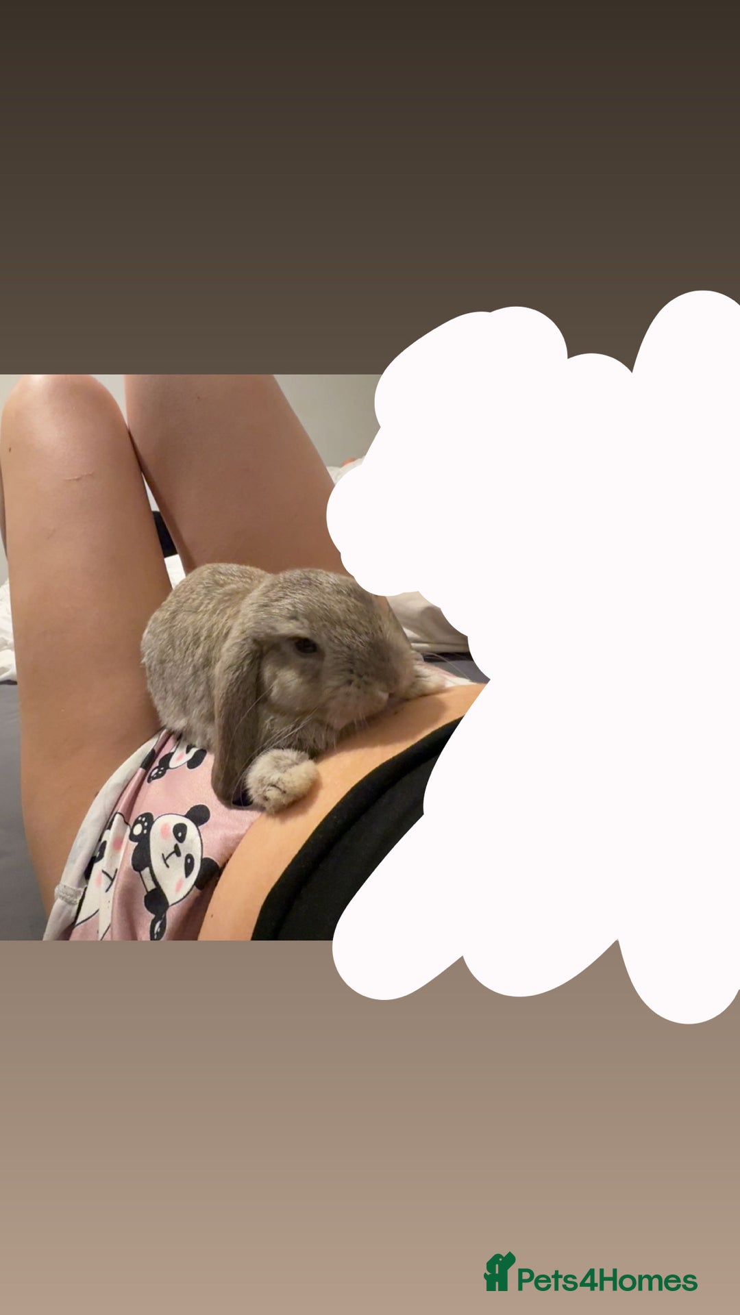 Mini Lop rabbits for sale: Mini lop female  - Image 3