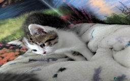British Shorthair cats for sale: British Short Hair x Domestic Short Hair - Image 24