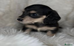 Dachshund dogs for sale: Cream (shaded) long haired dachshunds  - Image 9