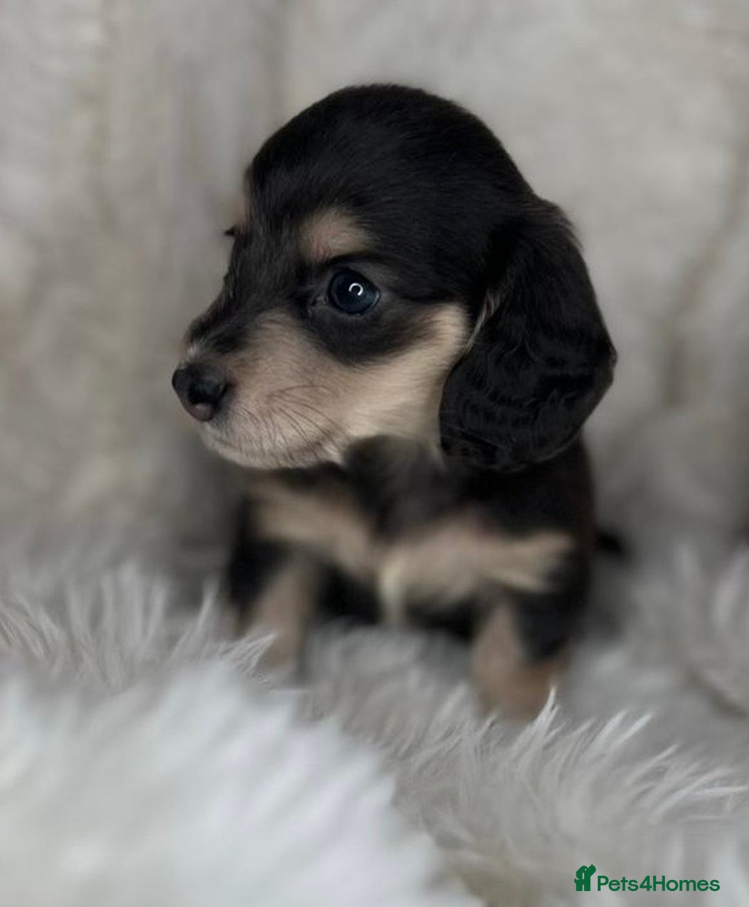 Dachshund dogs for sale: Cream (shaded) long haired dachshunds  - Image 9