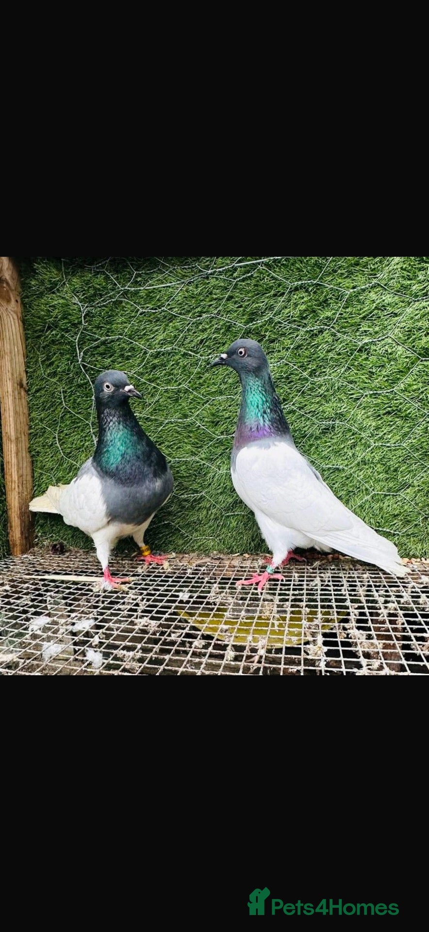 Pigeons birds Strong Breeding Pigeon Pairs – £70 Per Pair - Advert 2