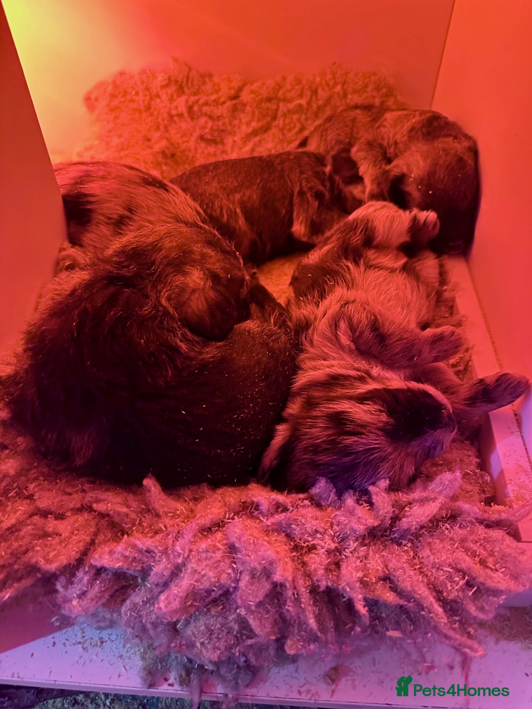 Border Terrier dogs for sale: Two Stunning Border Teddy Boys - Advert 3