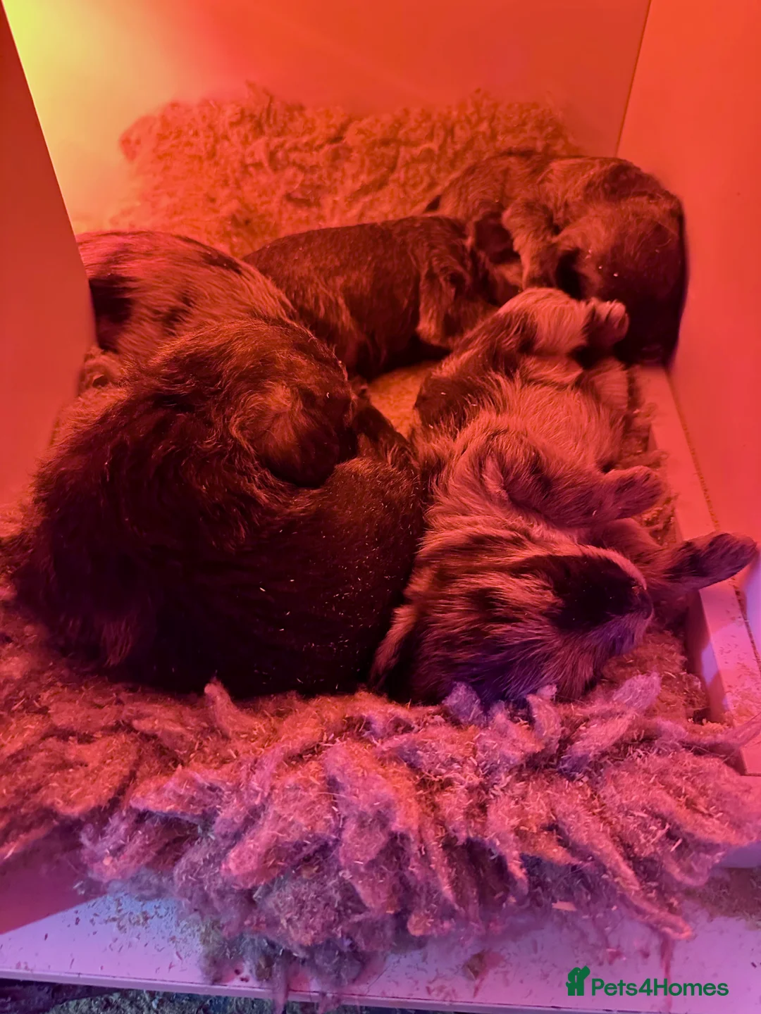 Border Terrier dogs for sale: Stunning Border Teddy Boys - Advert 4