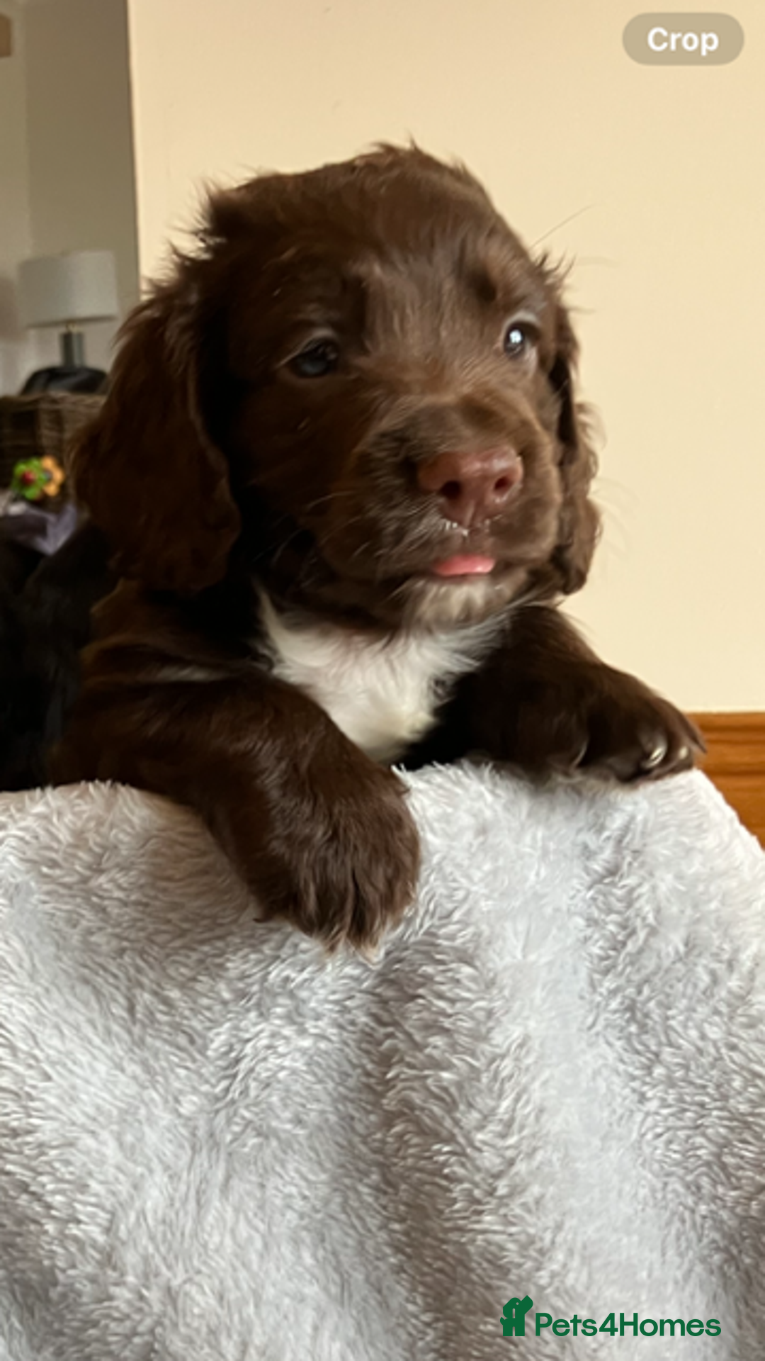 Cocker Spaniel dogs for sale: Outstanding Cocker Spaniel  - Image 6
