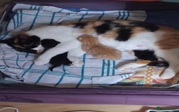Mixed Breed cats for sale: Black & White female  - Image 6