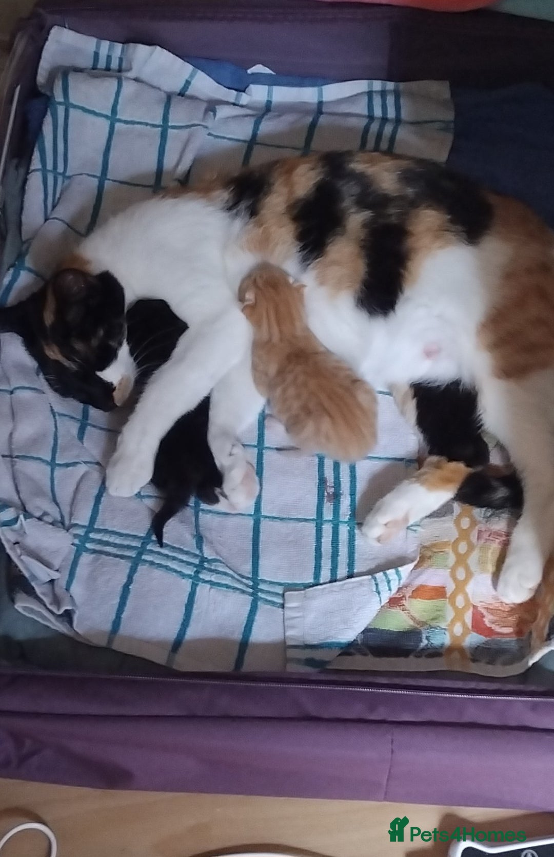 Mixed Breed cats for sale: Black & White female  - Image 6