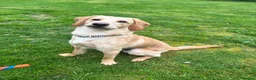 Labradoodle dogs for sale: Amazing Labradoodle Boy - Advert 1