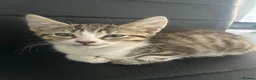 Norwegian Forest Cat cats for sale: I fluffy Norwegian left  - Advert 3