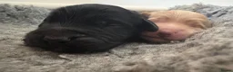 Mixed Breed dogs for sale: Delightful Schnockerpoo Puppies  - Advert 6