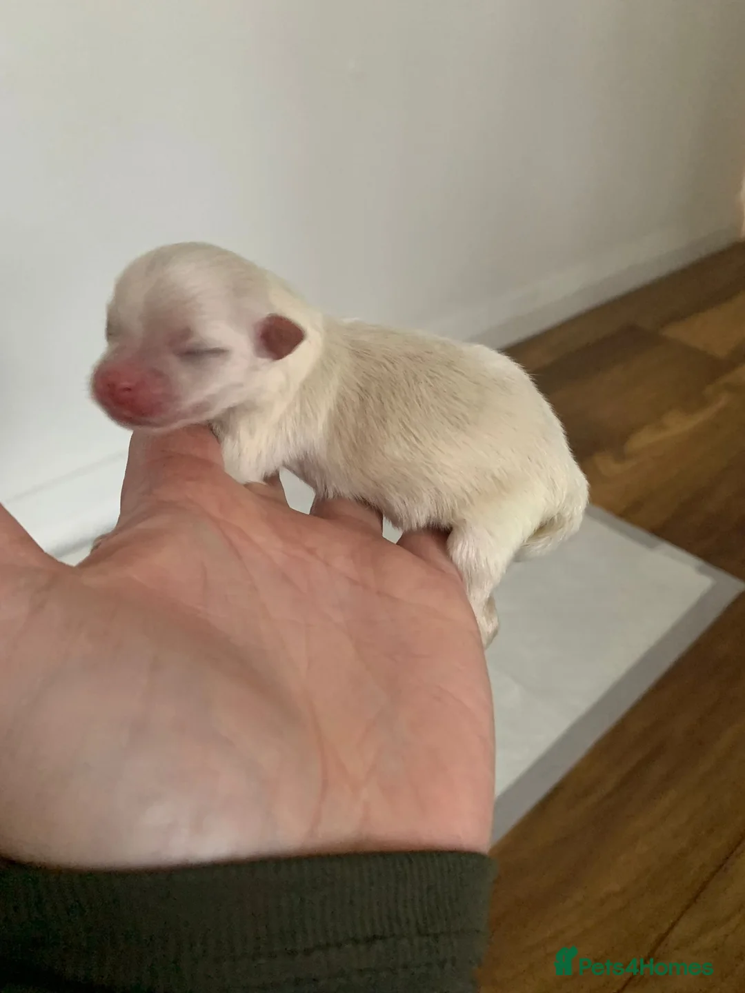 Pomeranian dogs for stud: Rocket Pomeranian stud  in Romford - Advert 14