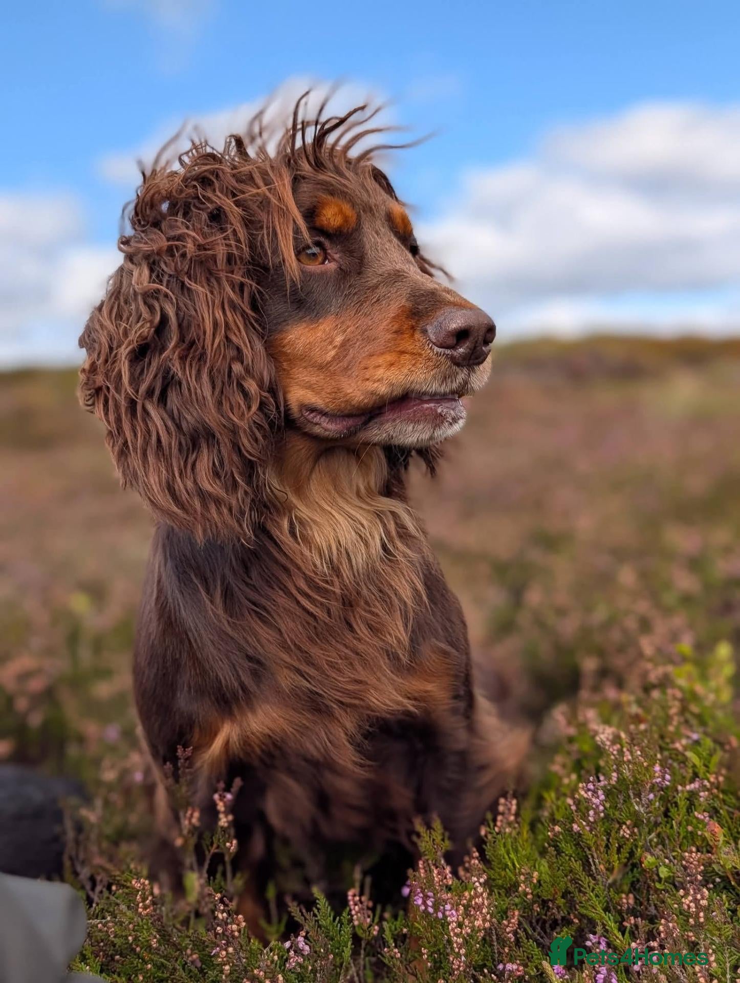 Cocker Spaniel dogs Cocker Spaniel at Stud - Advert 2
