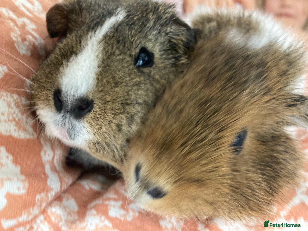 Guinea Pig rodents for sale: Two beautiful female Guineapigs Teddy and agouti - Image 6