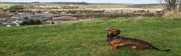Miniature Dachshund dogs for stud: STUD - proven -KC registered mini dachshund  - Advert 4