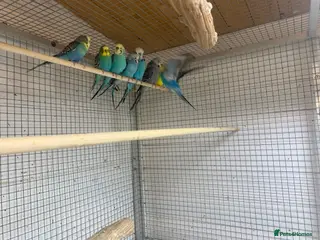 Budgerigars birds Budgies - Advert 2