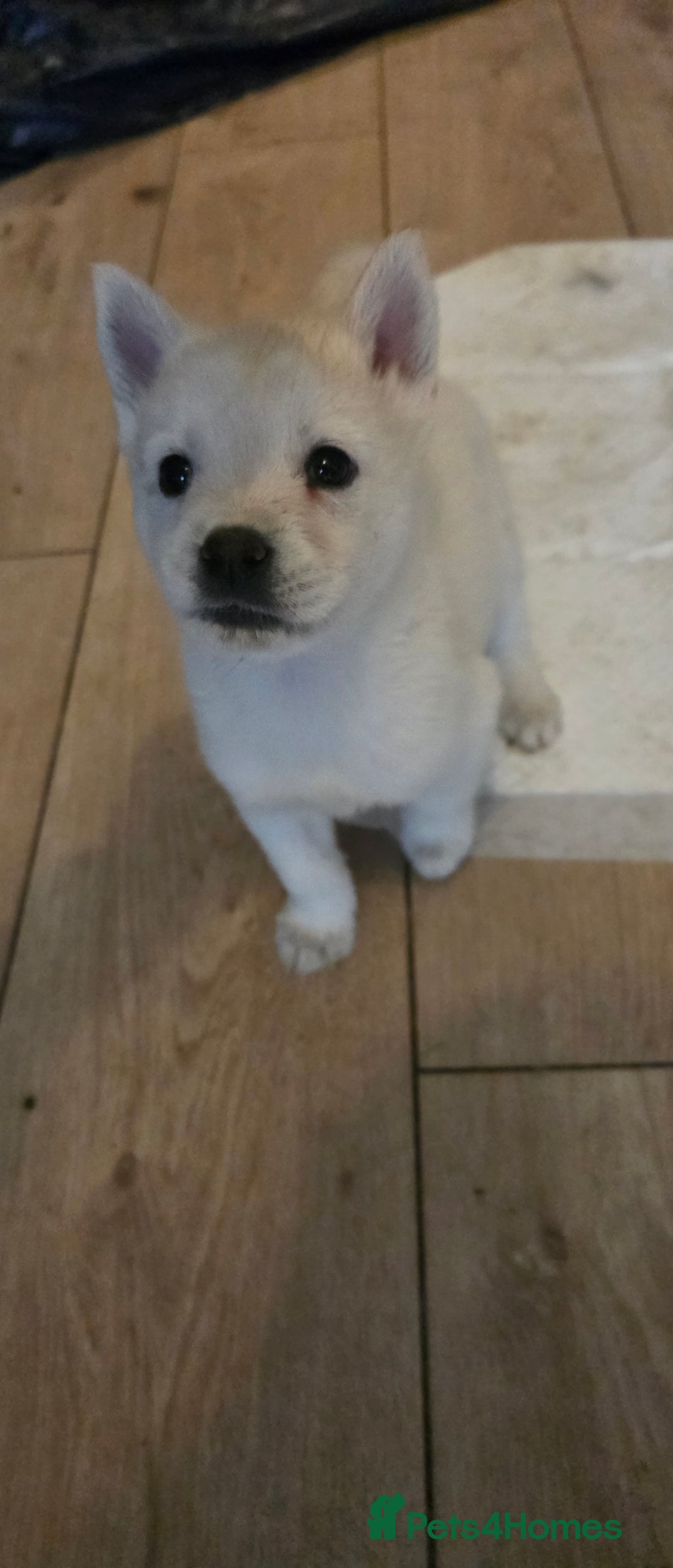 Mixed Breed dogs for sale: Two adorable male Chowski pups for sale - Advert 10