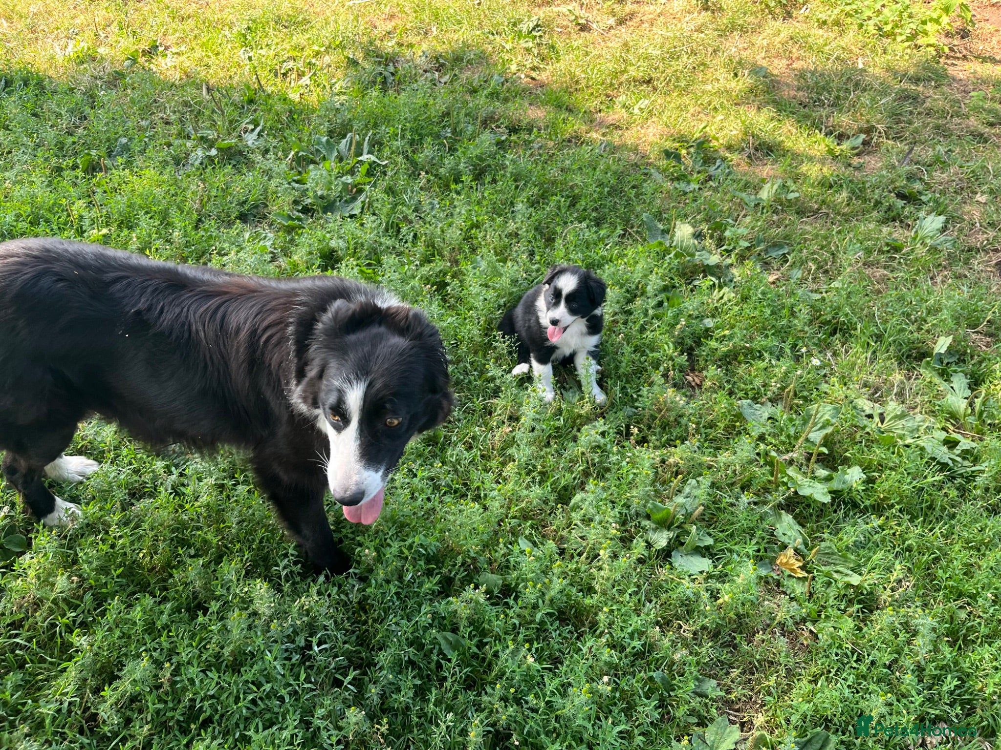 Border Collie dogs Border Collie Puppies from Good Working Stock - Advert 2