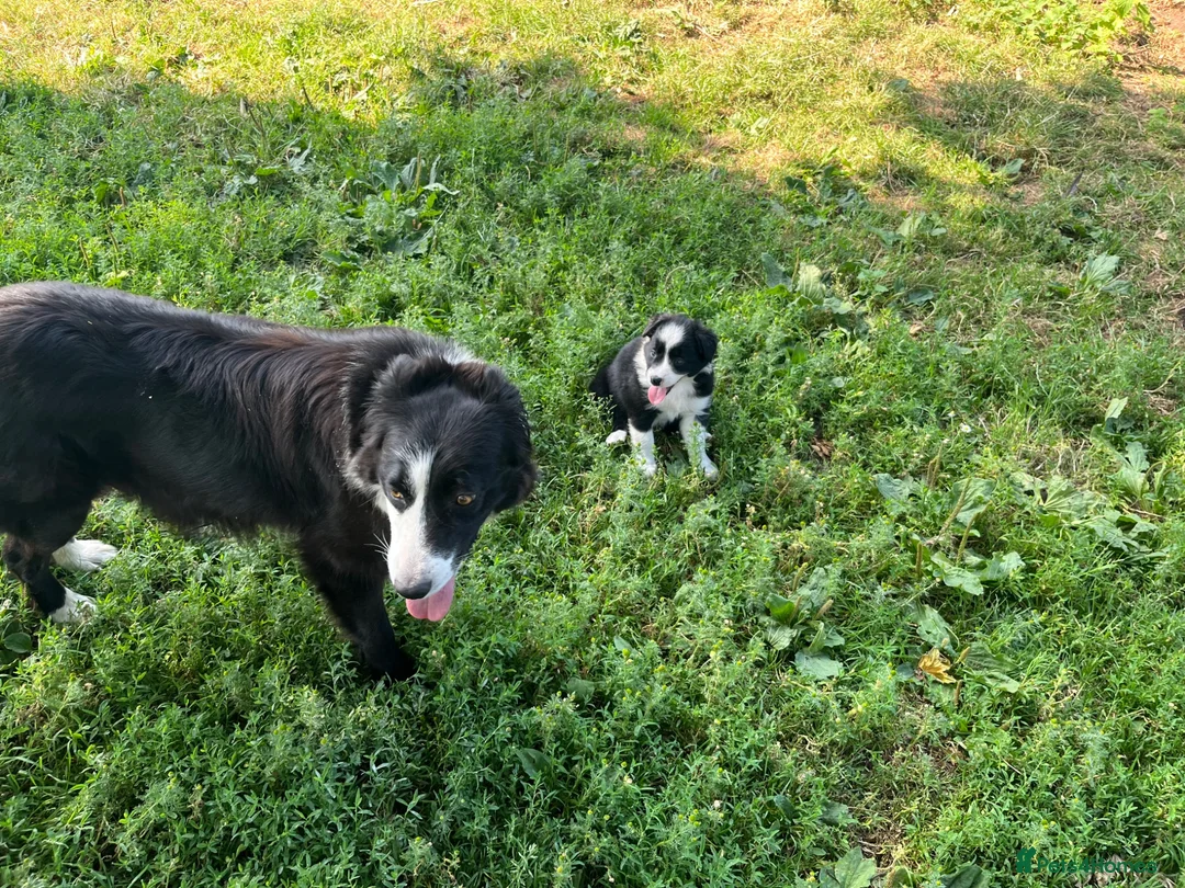 Border Collie dogs for sale: Border Collie Puppies from Good Working Stock in York - Advert 1