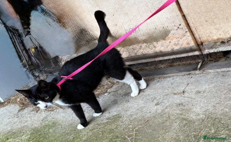 British Shorthair cats - Advert 1