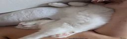 Ragdoll cats for sale: Last kitten left Tica imperial grand champion line - Advert 3