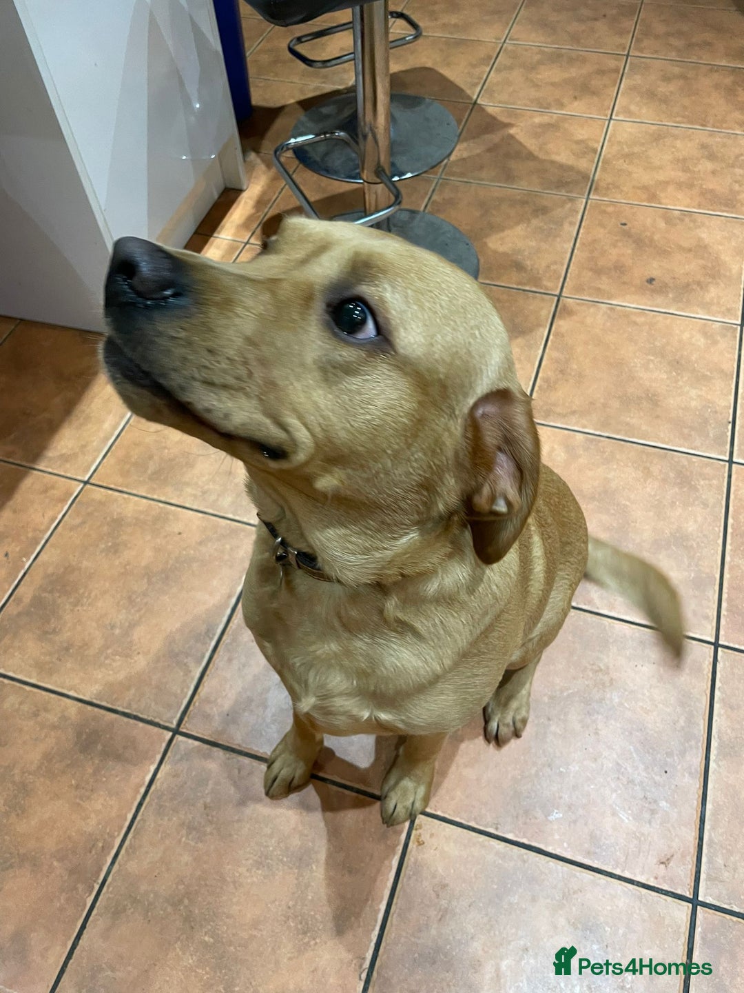 Labrador Retriever dogs for sale: Friendly Labrador needs loving home  - Advert 4