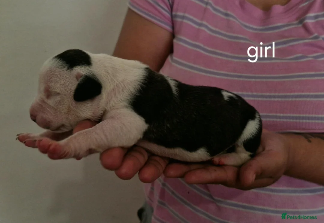 Staffordshire Bull Terrier dogs for sale: Adorable Puppies Staffordshire Bull Terrier - Advert 2