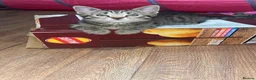 Mixed Breed cats for sale: 2 female kittens for sale  in Rotherham - Advert 5
