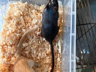 Gerbil rodents 2 male gerbils for rehome - Advert 4