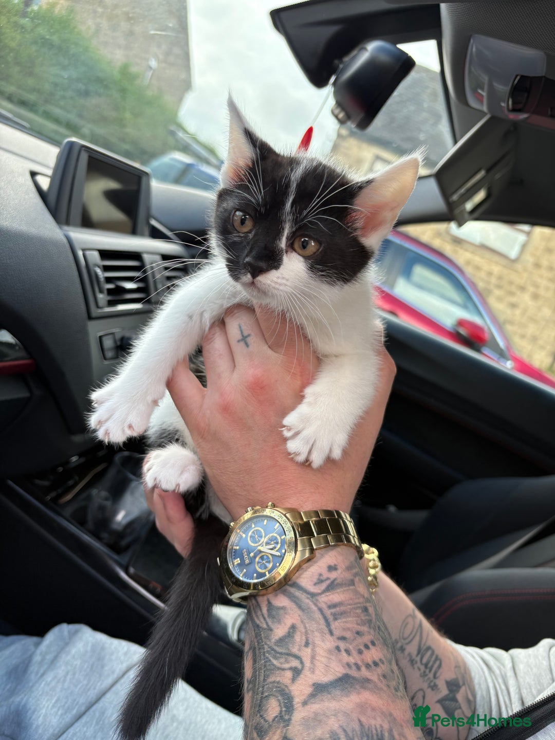 Bengal cats for sale: 3 kittens for sale  - Image 5