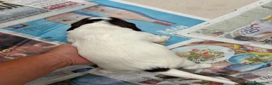 English Springer Spaniel 2