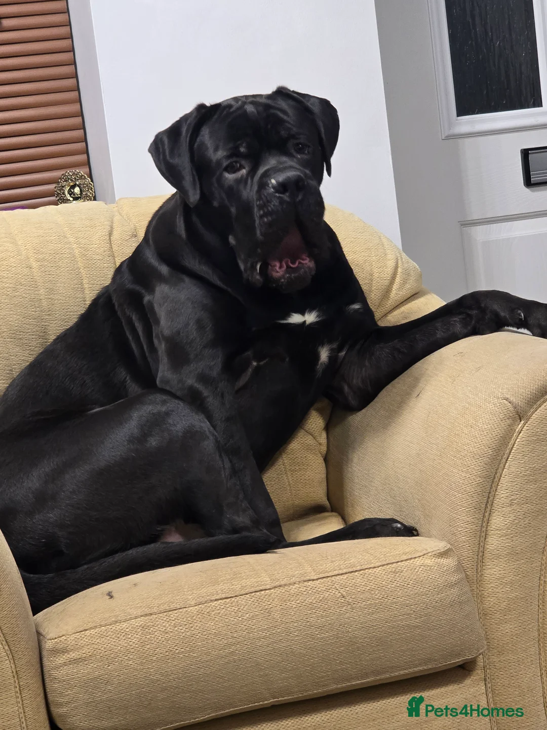 Cane Corso dogs for sale: Hi here Leo in Corby - Advert 2
