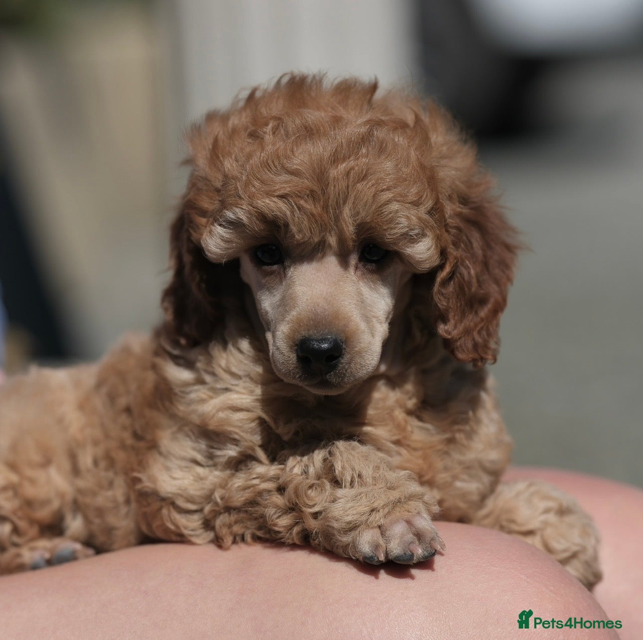 Miniature Poodle dogs KC Reg Miniature Poodles puppies   - Advert 2