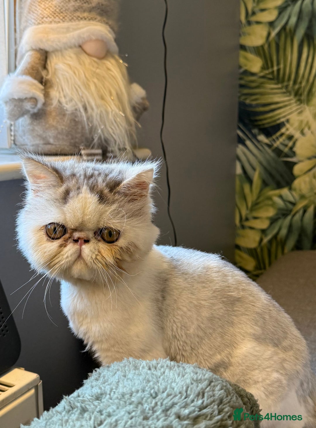Persian cats for sale: Cuddly and friendly Persian boy kitten  - Advert 6