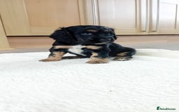 Cocker Spaniel dogs for sale: QUALITY COCKER SPANIAL PUPPIES VARIOUS COLOURS - Image 26