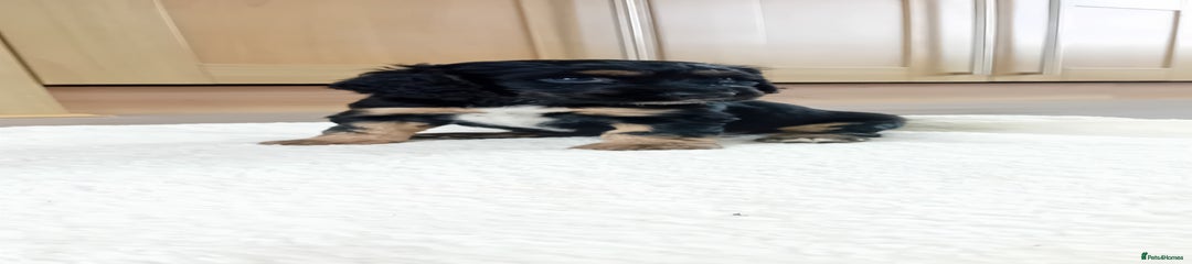 Cocker Spaniel Puppy 9