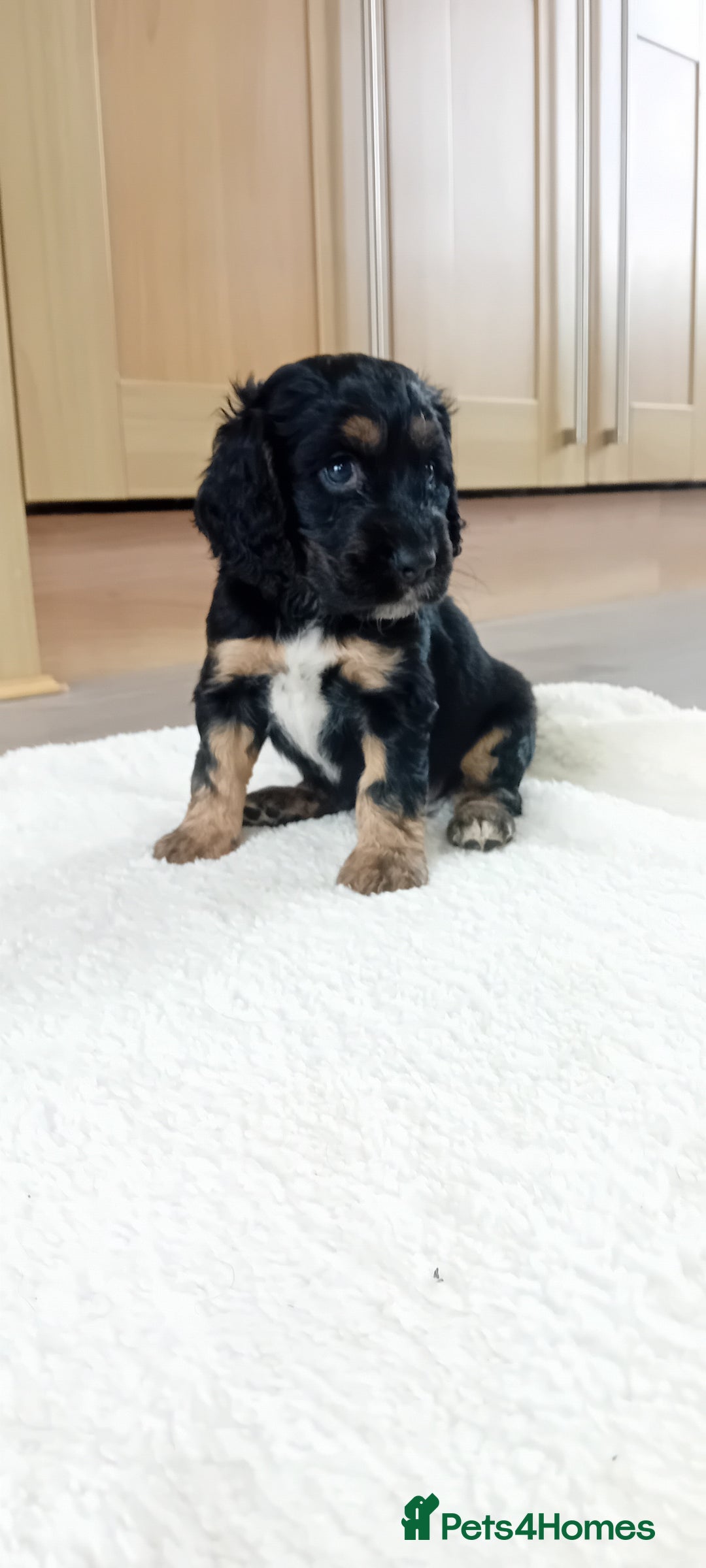 Cocker Spaniel dogs for sale: QUALITY COCKER SPANIAL PUPPIES VARIOUS COLOURS - Image 26