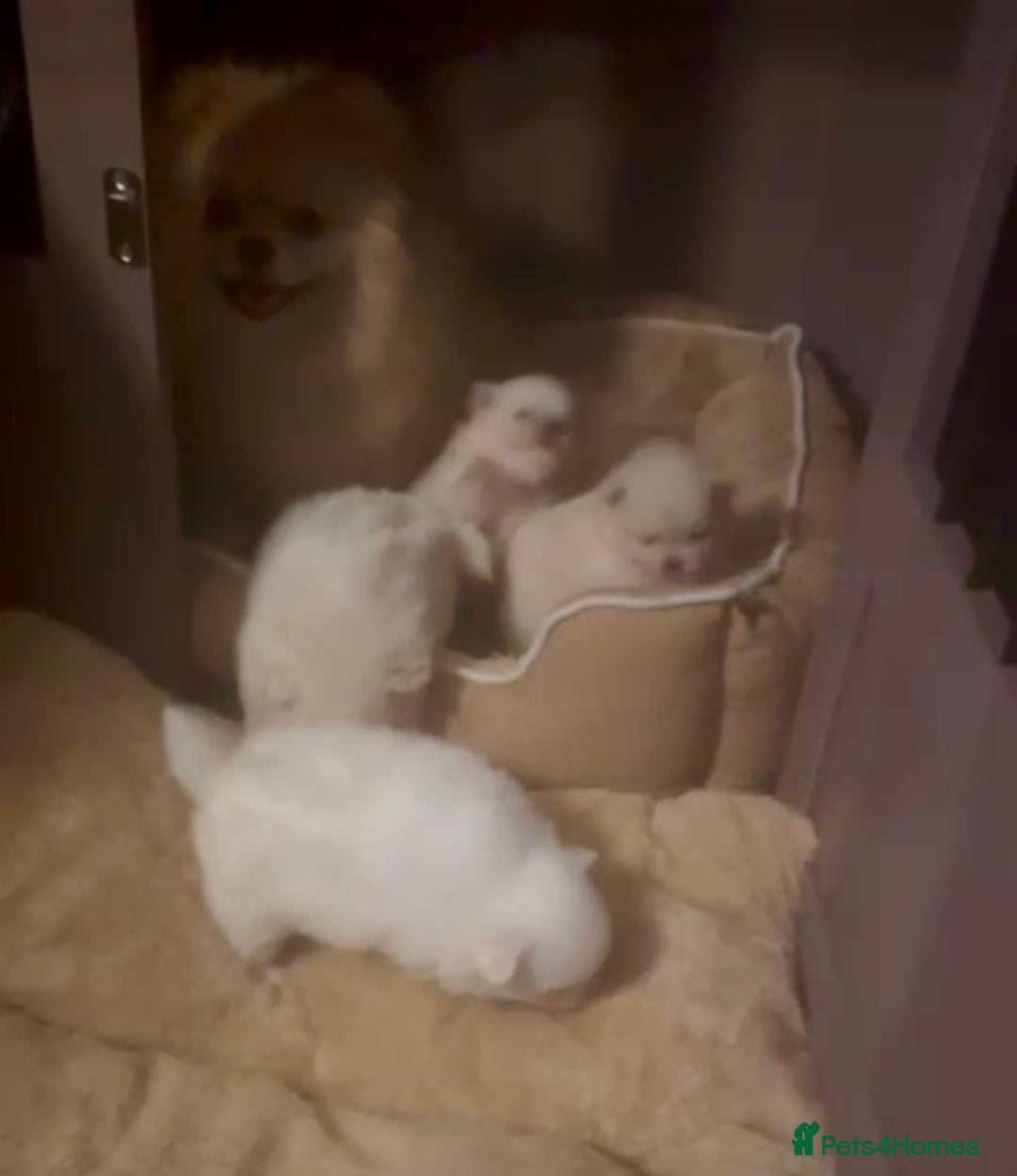 Pomeranian dogs for sale: Pomeranian puppies  - Advert 8