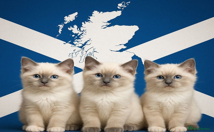 Ragdoll cats - Advert 8