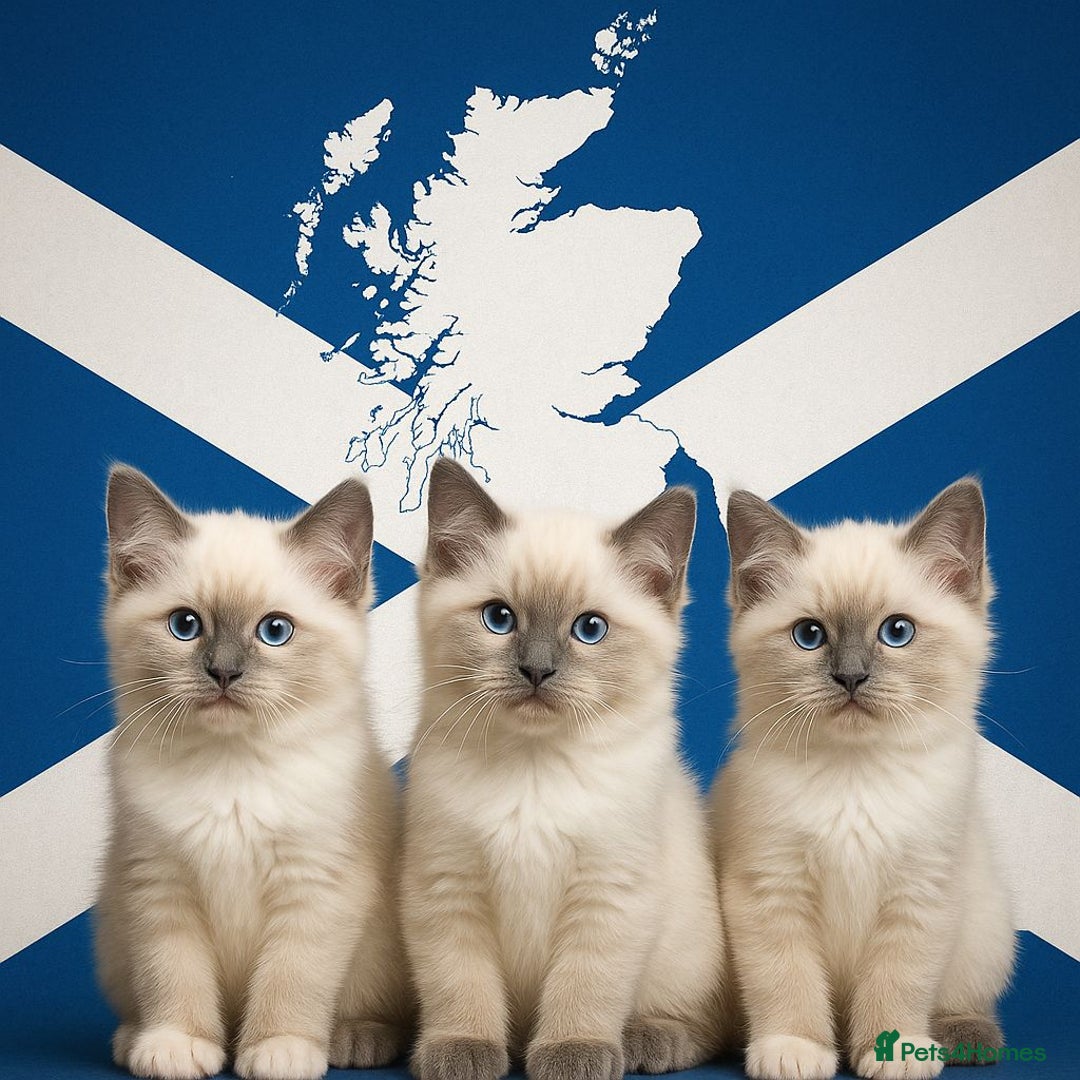 Ragdoll cats for sale: 3 KITTENS 🐱 RAGDOLL🐾  🌸🌿 Blue Point Silky💫🐾* - Image 1