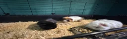 Guinea Pig rodents for sale: 3 male guinea pigs  in Buckley - Advert 1