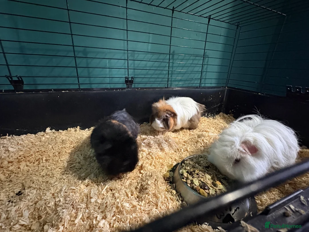 Guinea Pig rodents for sale: 3 male guinea pigs  in Buckley - Advert 1