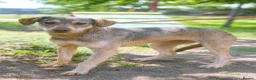 Mixed Breed dogs for adoption: 🌿GRACE, URGENT a lovely girl for a confident Home - Advert 3