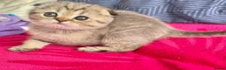 Scottish Fold cats for sale: Rare smoky blue golden Scottish Fold boys - Advert 3