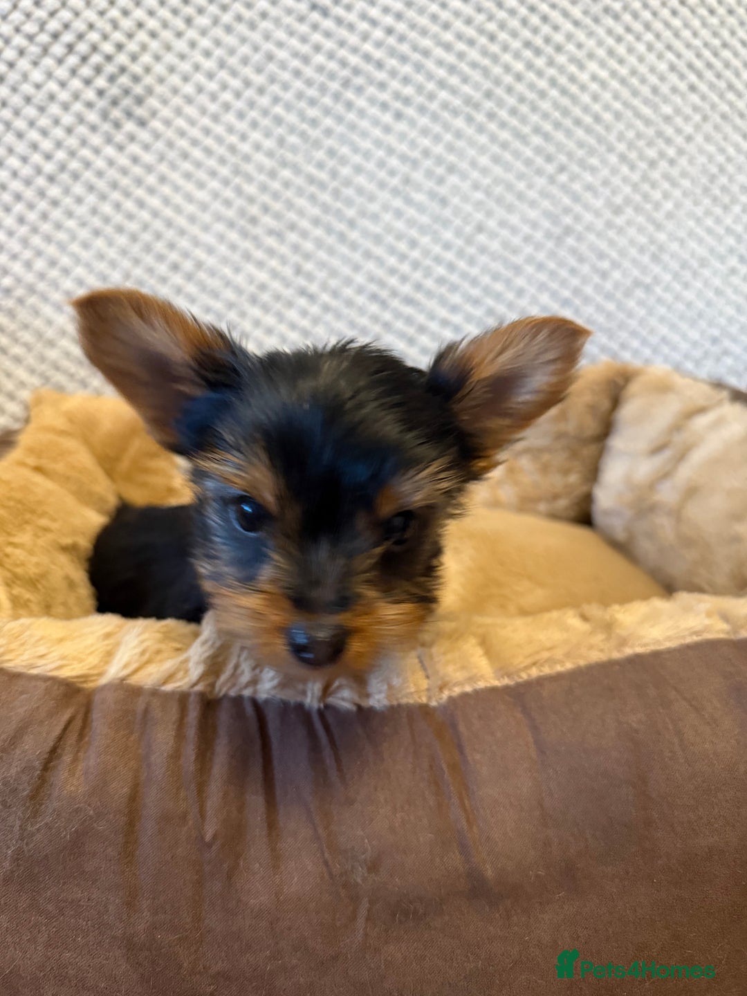 Yorkshire Terrier dogs for sale: Stunning Yorkshire Terrier puppies for sale  - Image 4