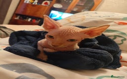 Sphynx cats for sale: Sphinx kitten for sale - Image 6