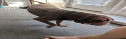 Shar Pei dogs for sale: 8 month old shar pei for sale  in Canterbury - Advert 10